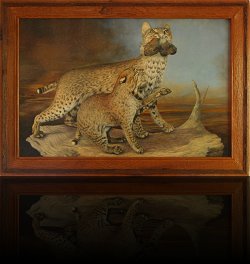 Bobcats and bobwhite